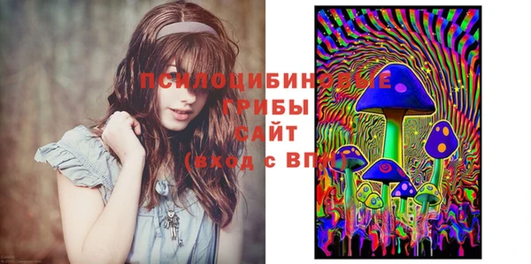 стаф Аркадак
